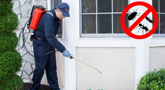 Çamlık Kene İlaçlama böcek ilaçlama ve haşere kontrolü — ilaclama-tr.com